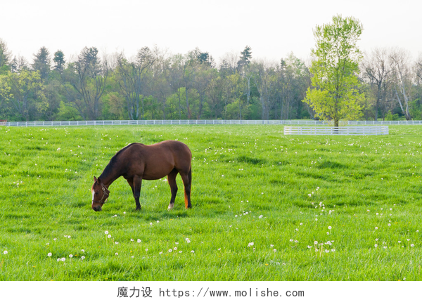 绿色牧场有一匹马正在吃草在农田的马